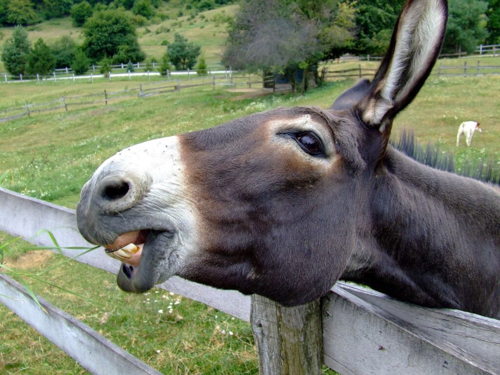 Donkey in a Wooden Fence Grazing Grass