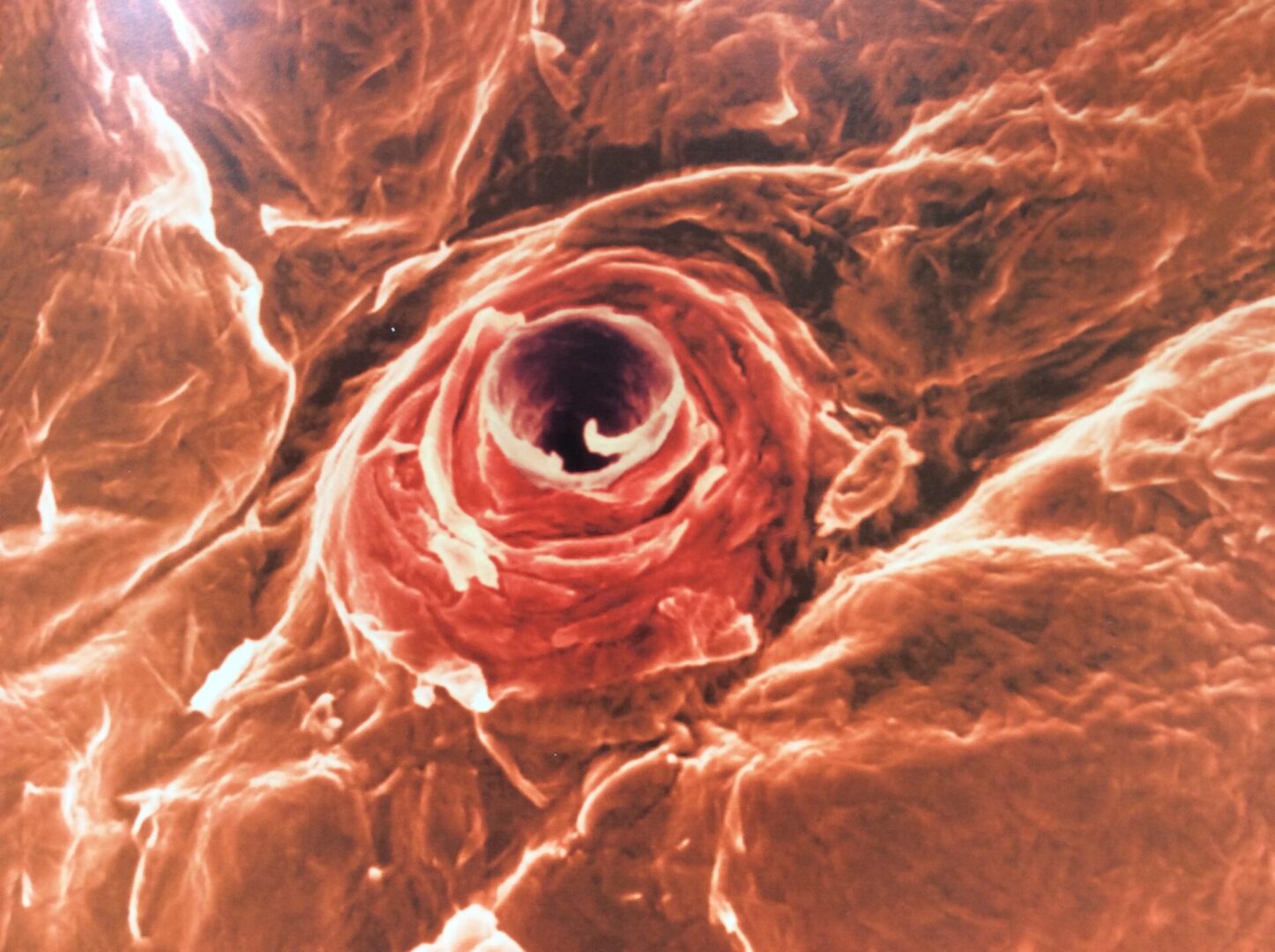 A close-up image of a blood vessel from the Book of Life.