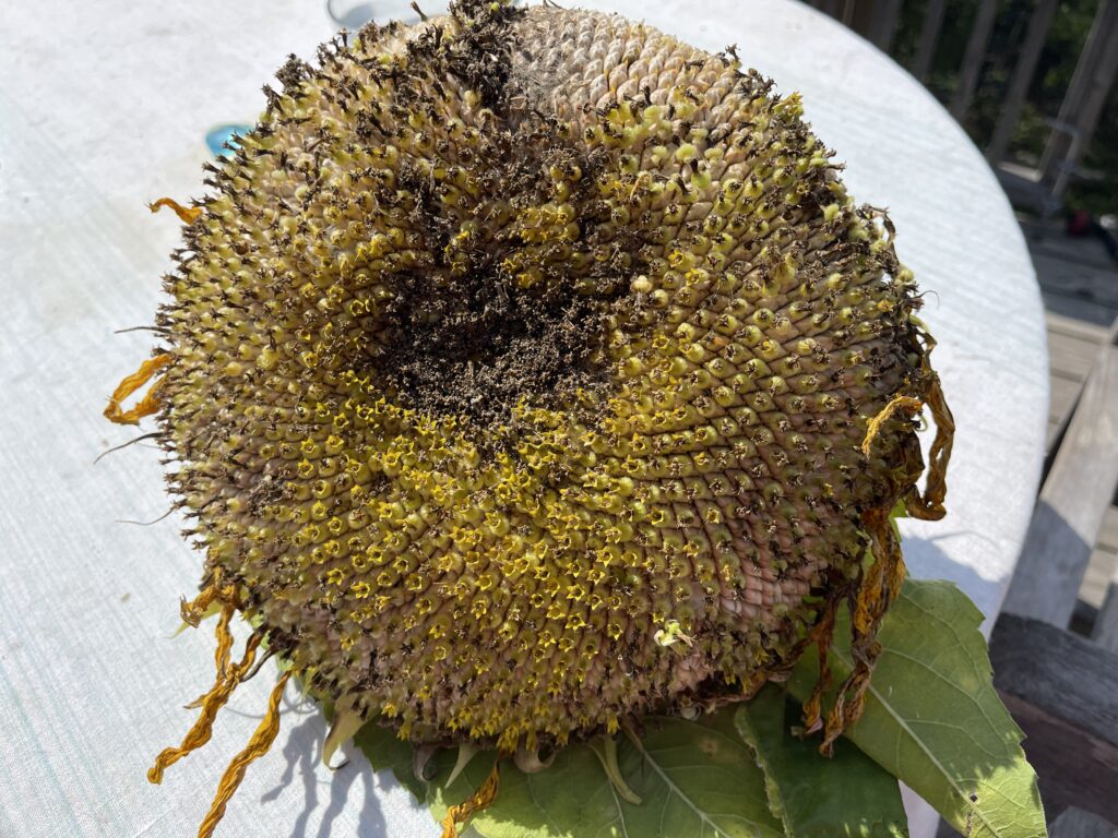 Dried sunflower head with seeds.